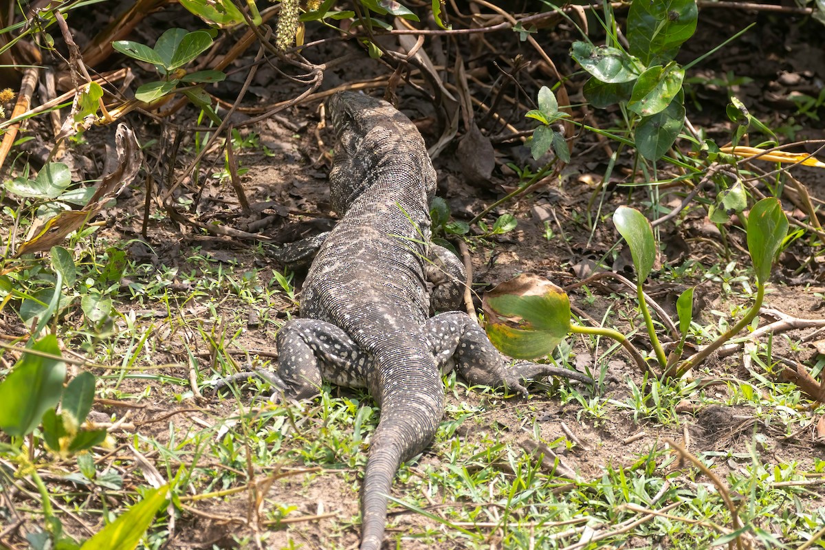 Argentine Black-and-white Tegu - ML652502446