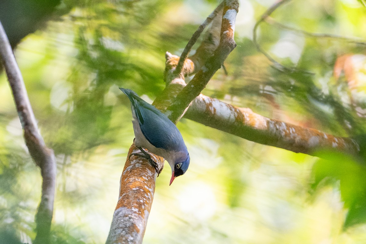 Velvet-fronted Nuthatch - ML652502536