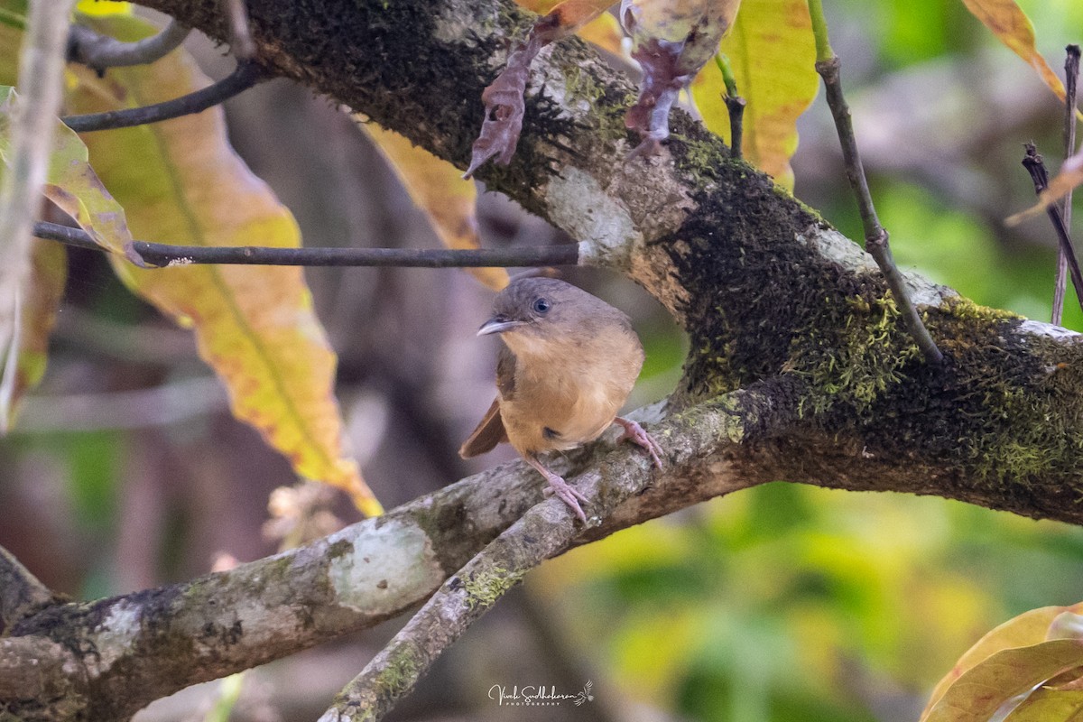 Brown-cheeked Fulvetta - ML652502791