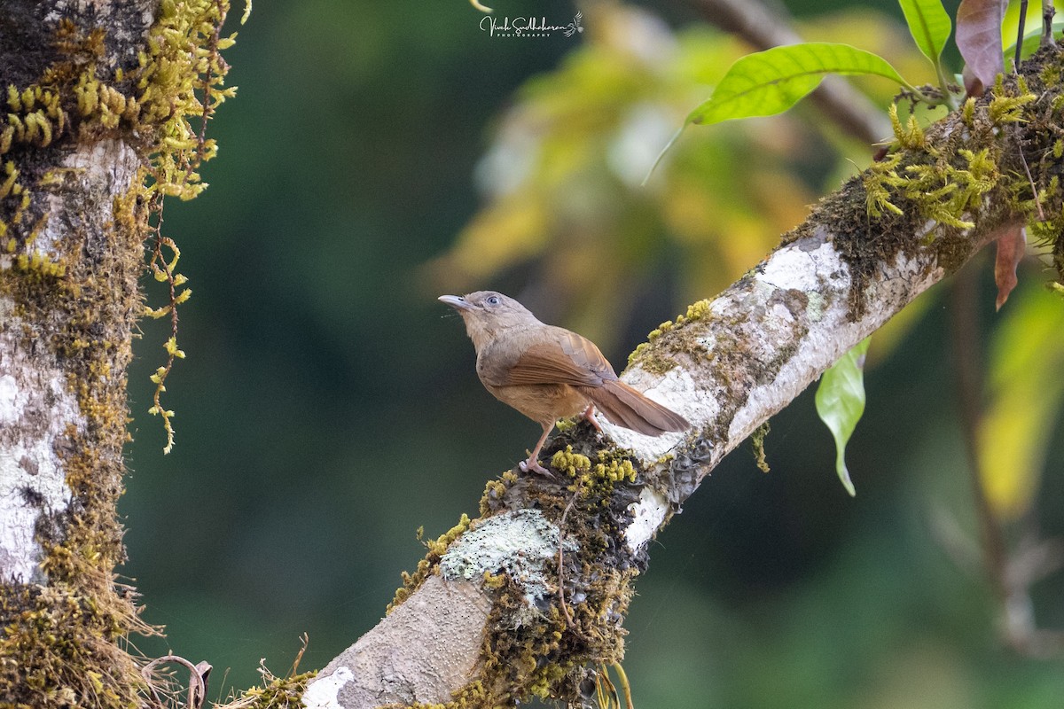 Brown-cheeked Fulvetta - ML652502792
