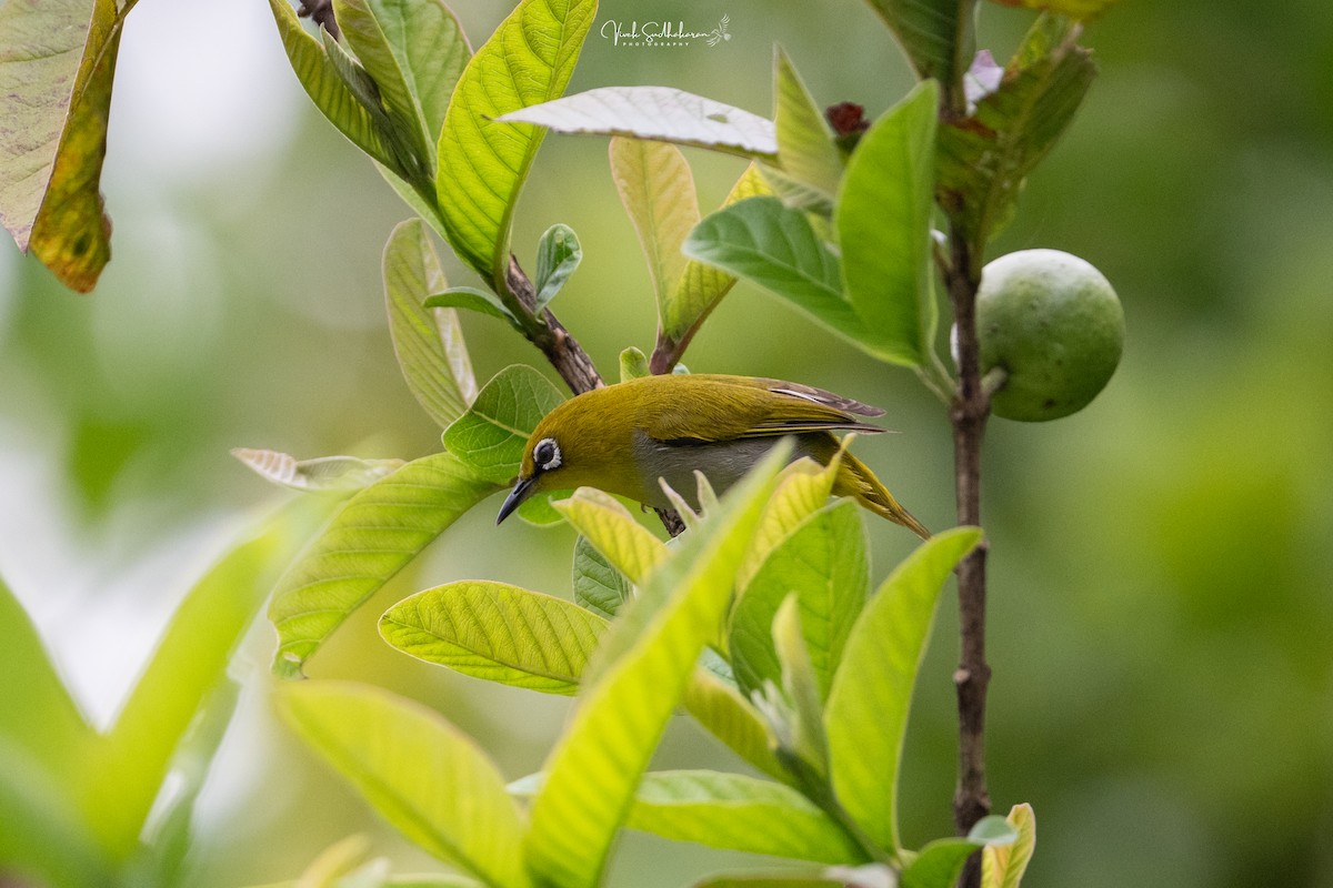 Indian White-eye - ML652502798