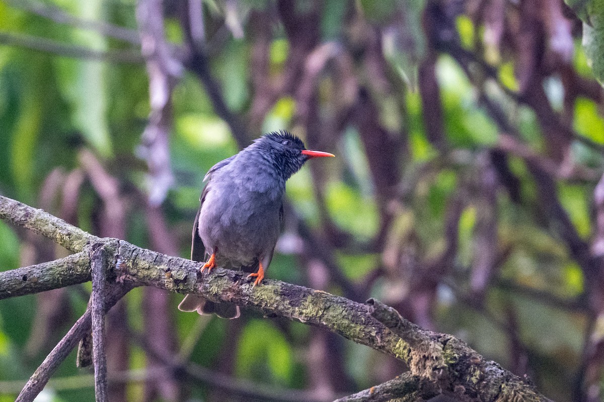 Square-tailed Bulbul - ML652502808