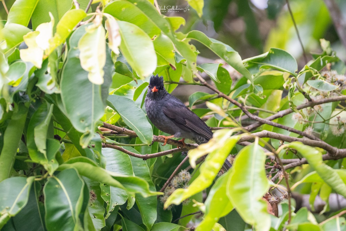 Square-tailed Bulbul - ML652502809
