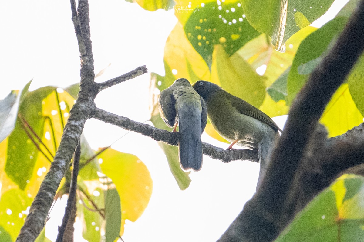 Gray-headed Bulbul - ML652502907