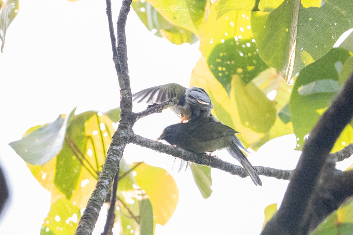 Gray-headed Bulbul - ML652502908