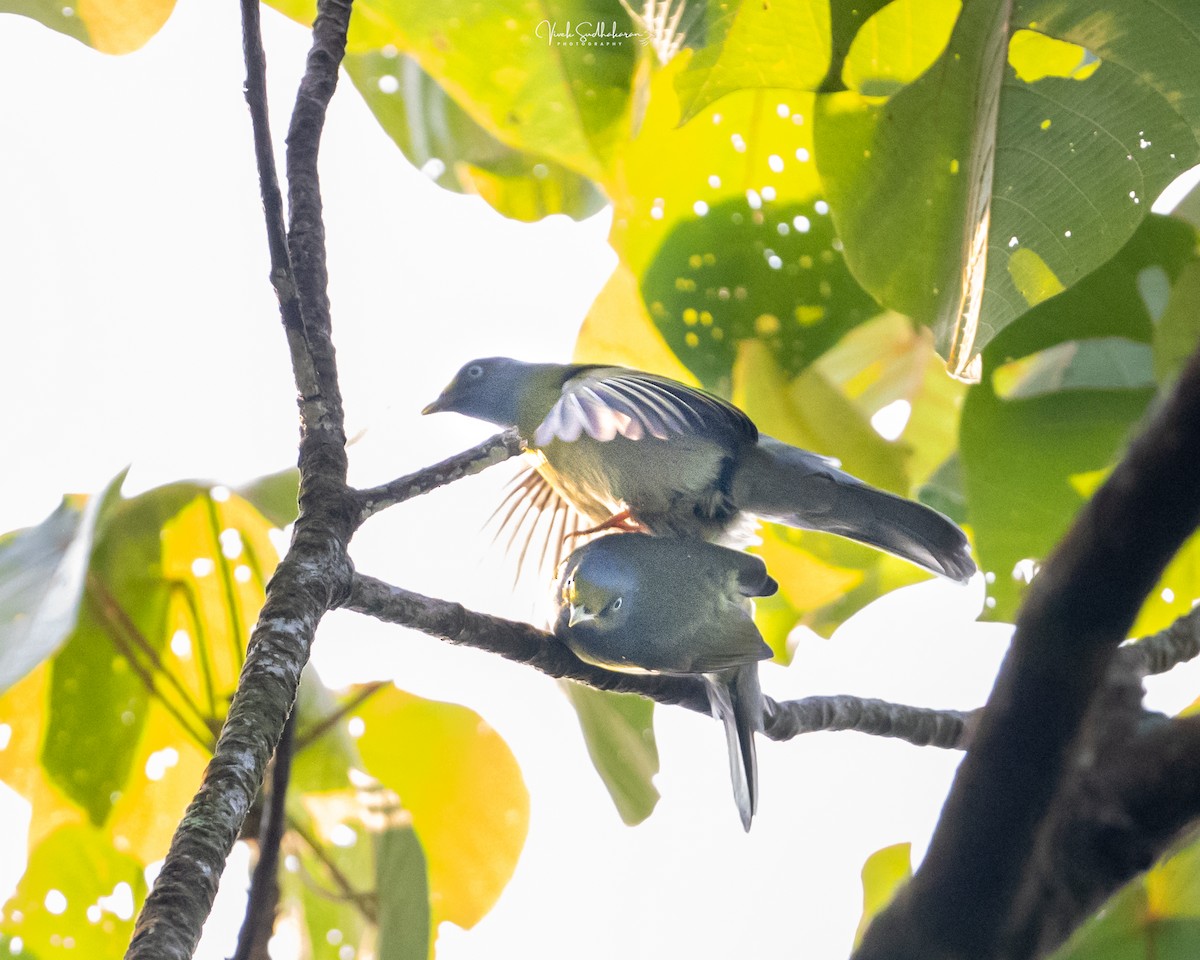Gray-headed Bulbul - ML652502909