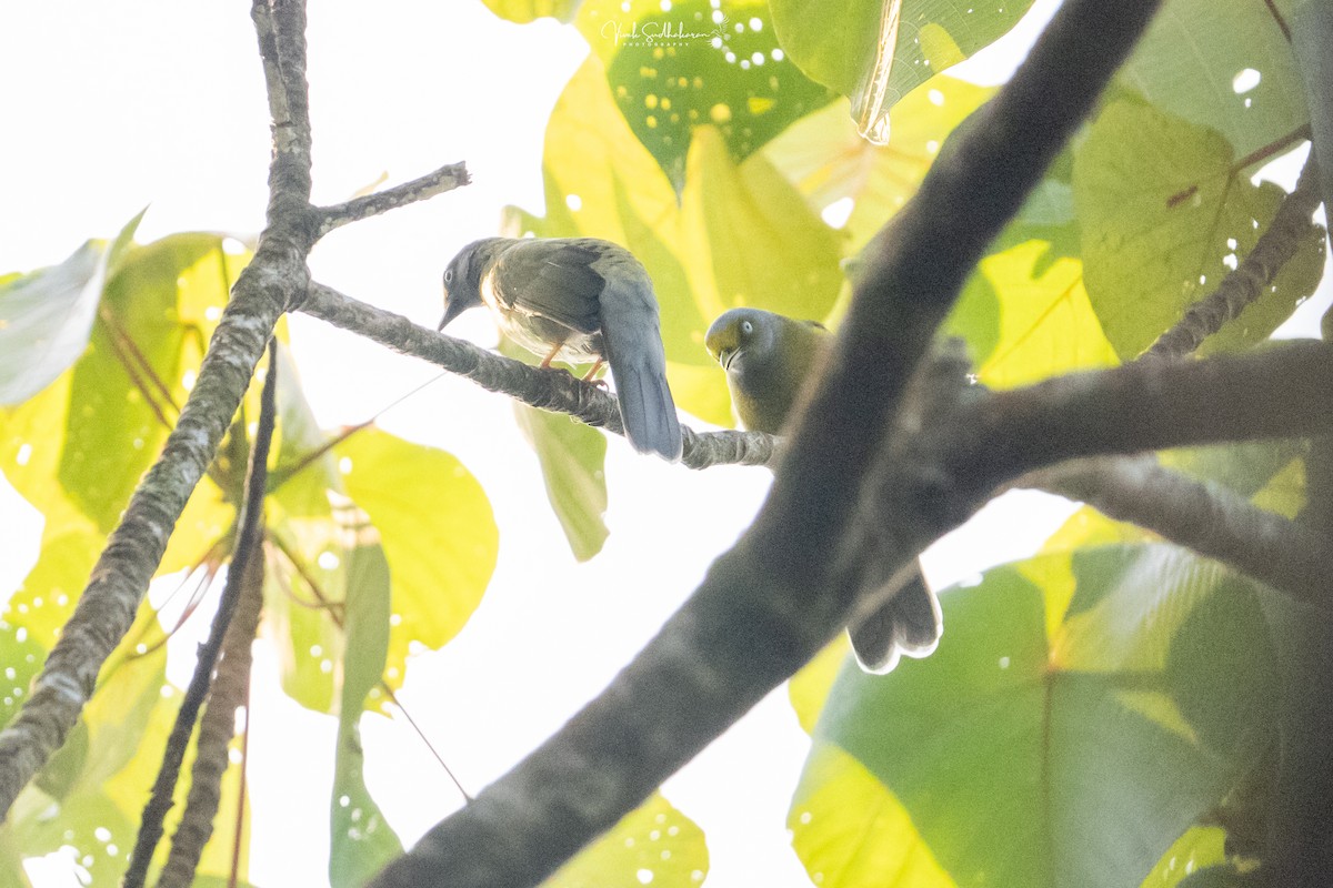 Gray-headed Bulbul - ML652502910