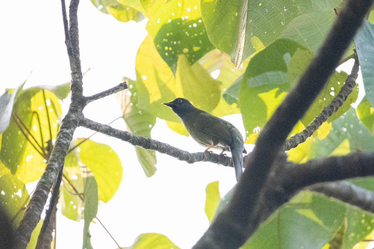 Gray-headed Bulbul - ML652502911