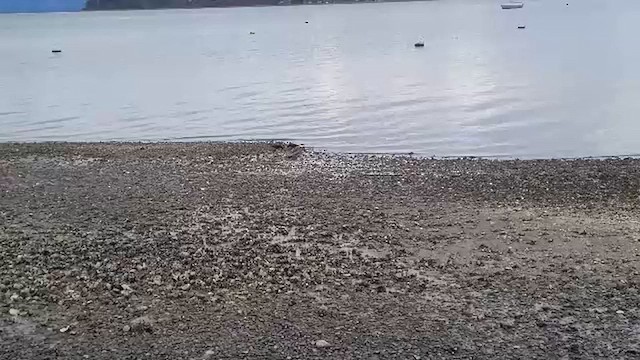 Black Oystercatcher - ML652503039