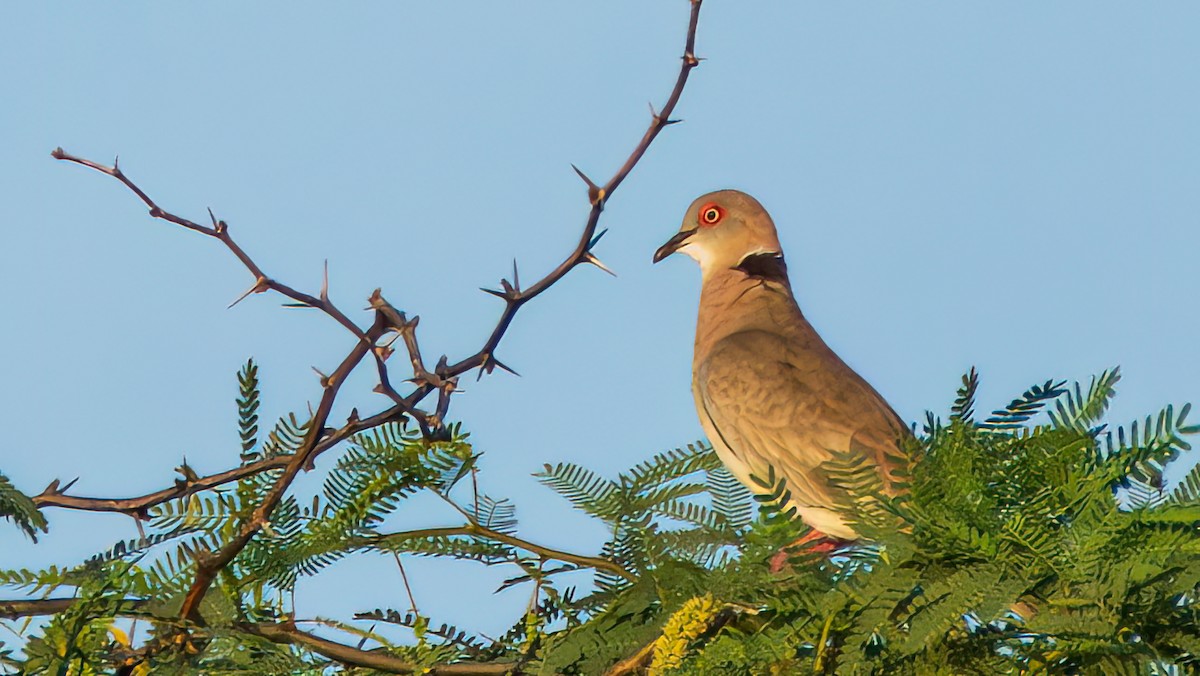 Mourning Collared-Dove - ML652503173