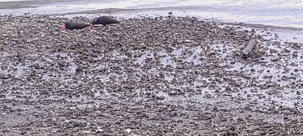 Black Oystercatcher - ML652503218