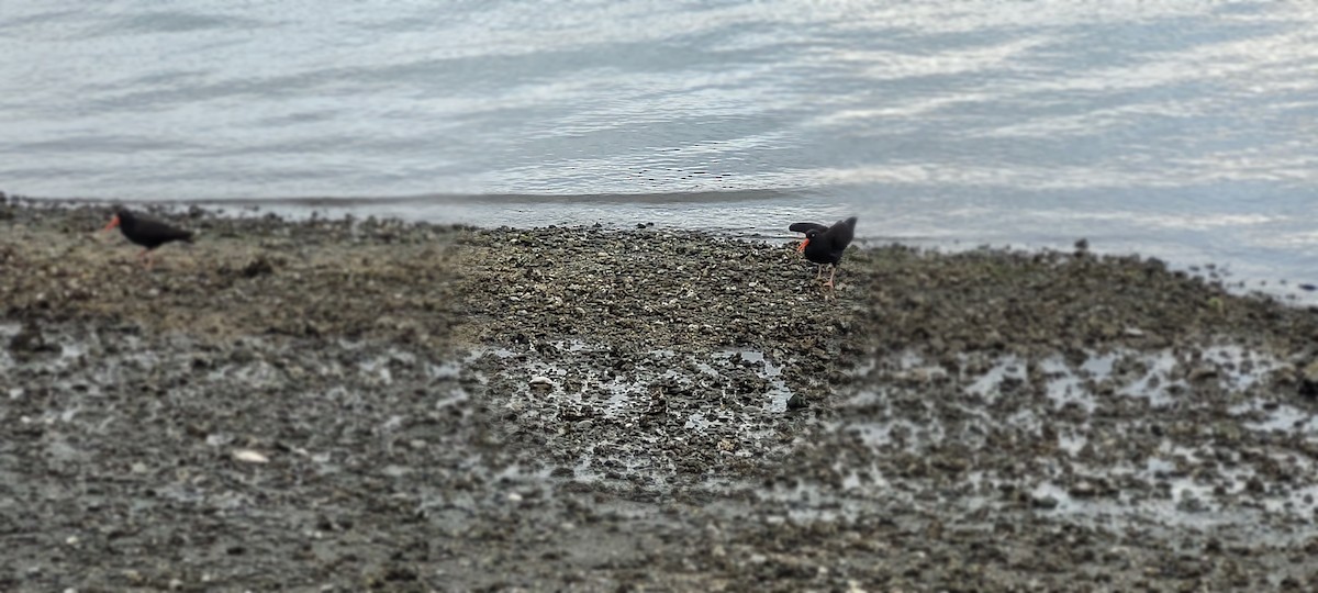 Black Oystercatcher - ML652503219