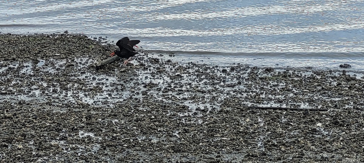 Black Oystercatcher - ML652503221