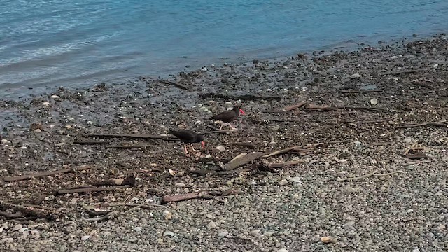 Black Oystercatcher - ML652503455