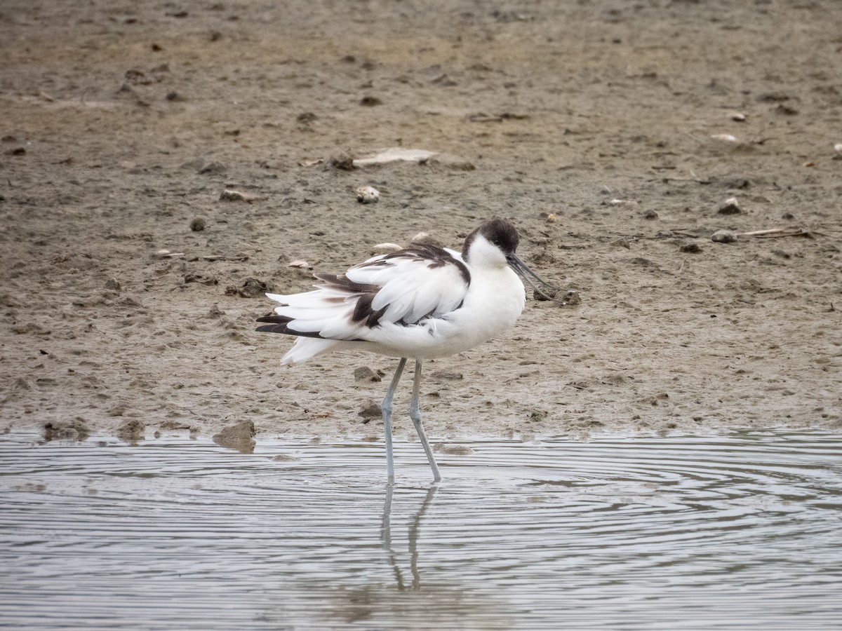 Abozeta kaskabeltza - ML652504151