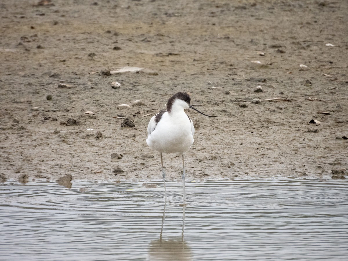 Abozeta kaskabeltza - ML652504158