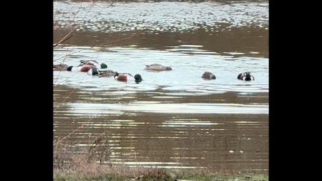 lžičák pestrý - ML652504286