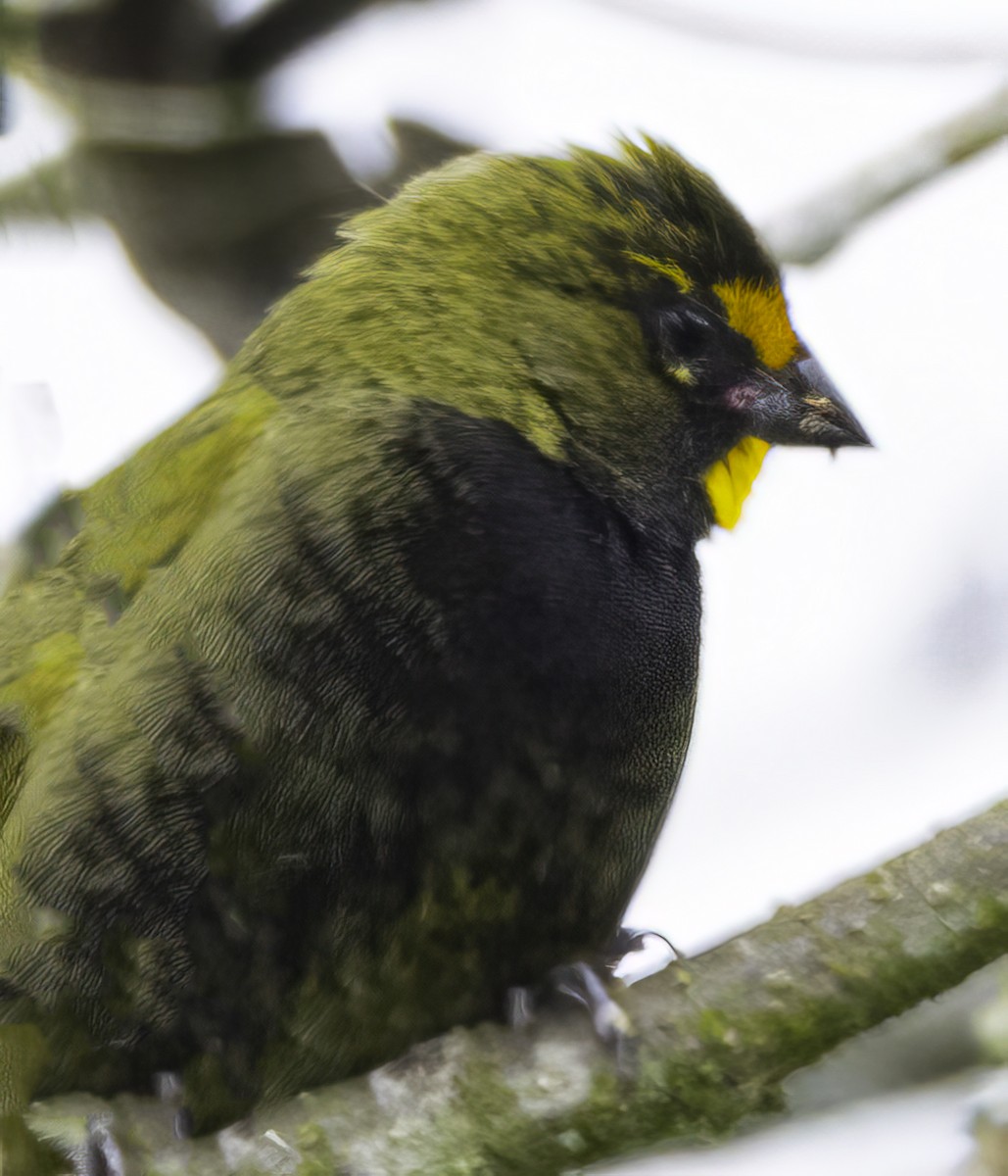 Yellow-faced Grassquit - ML652504425