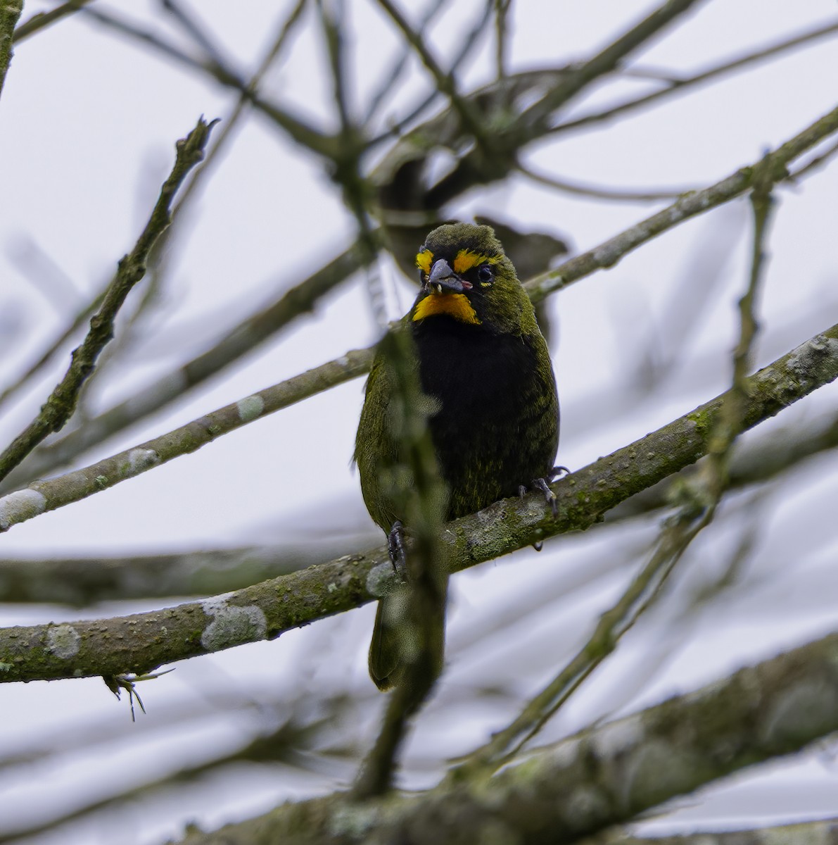 Yellow-faced Grassquit - ML652504428
