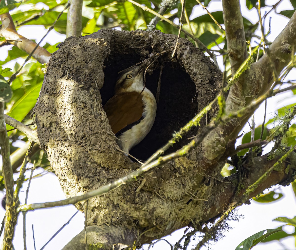 Pacific Hornero - ML652504457