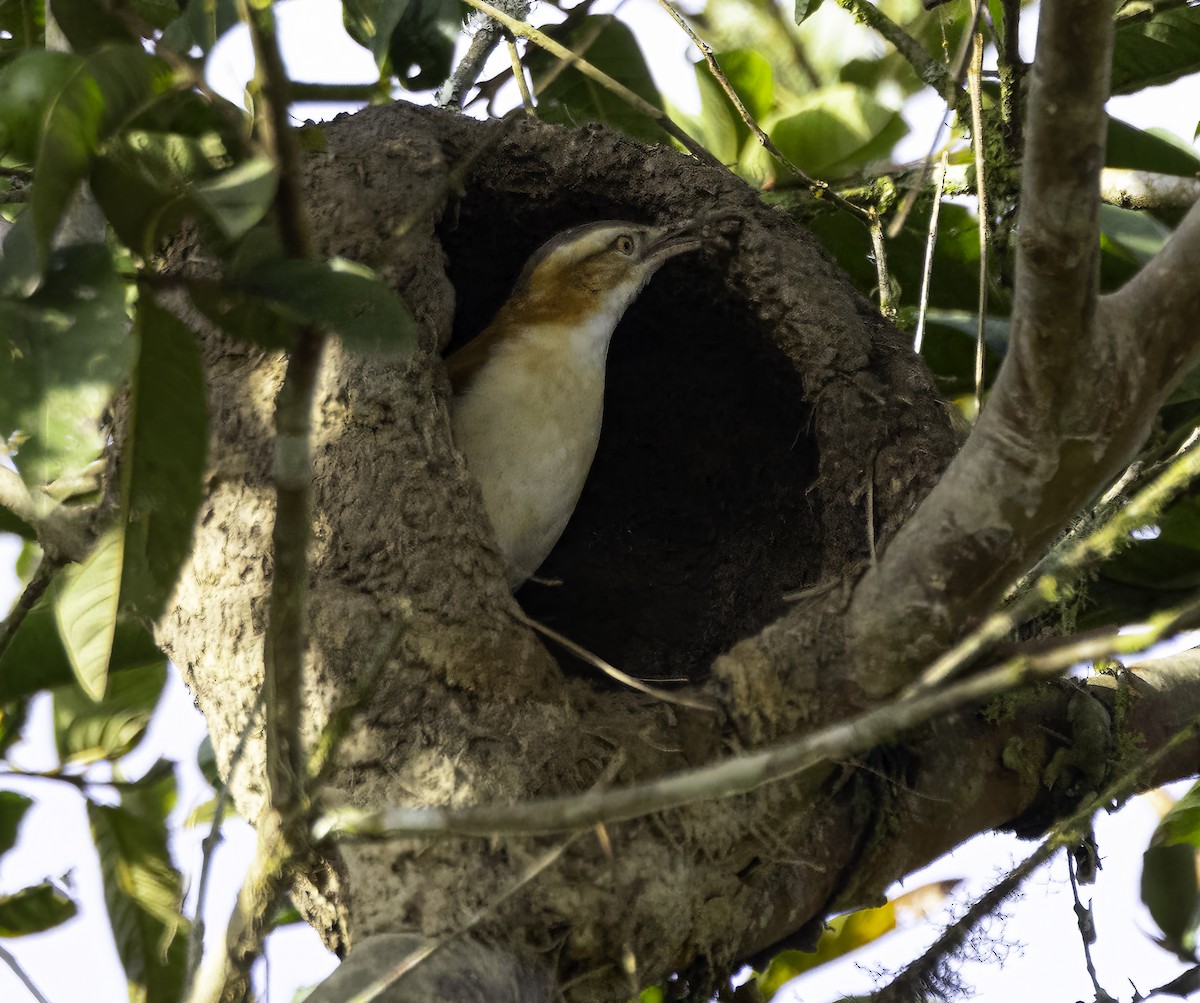 Pacific Hornero - ML652504473