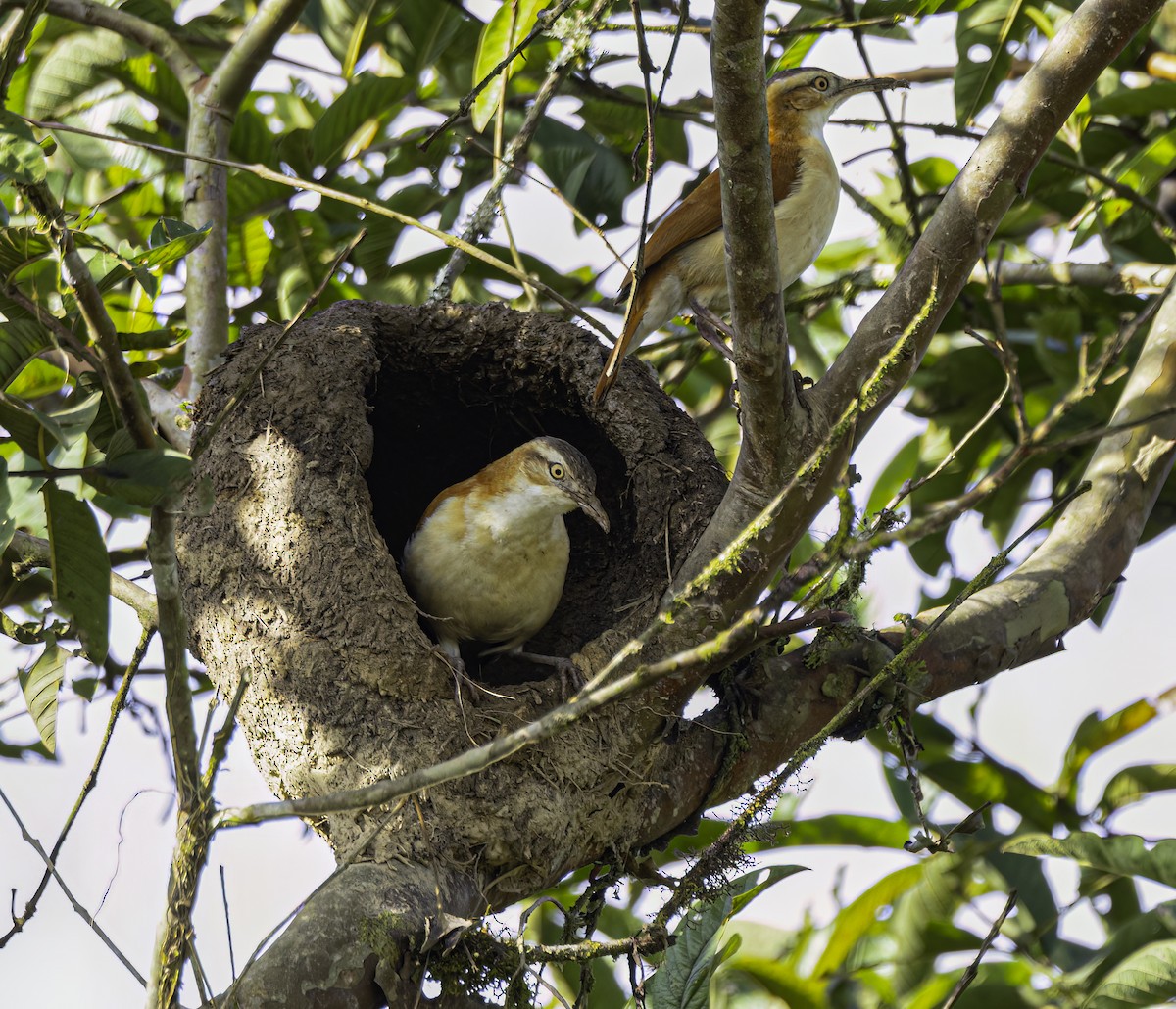 Pacific Hornero - ML652504479