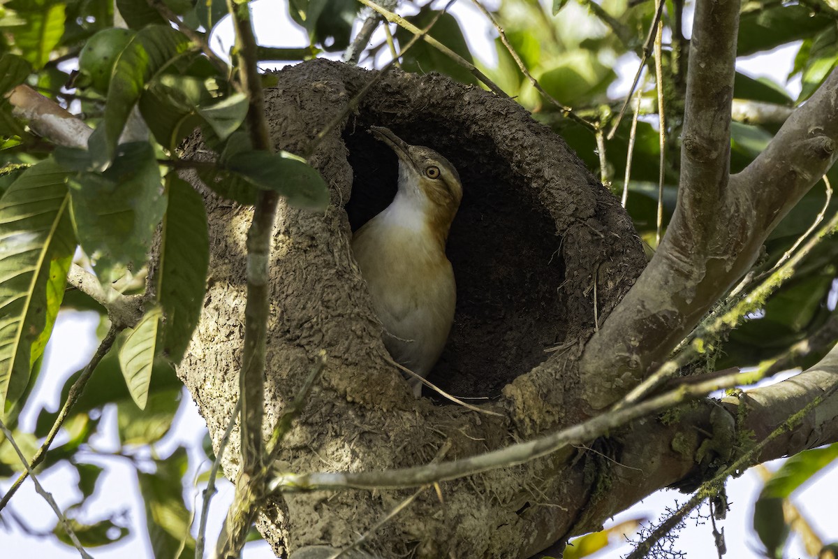 Pacific Hornero - ML652504496