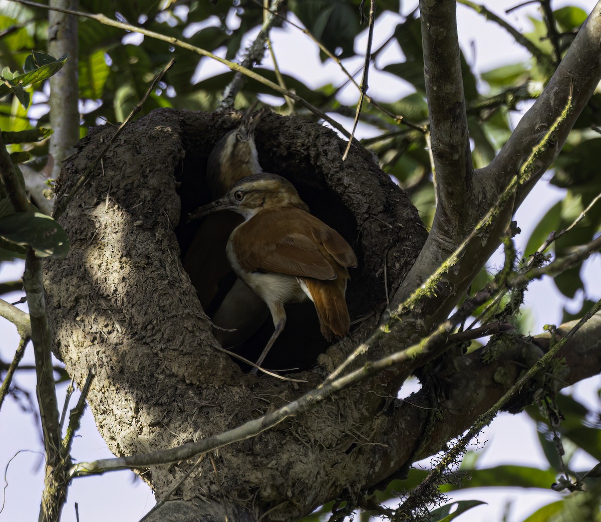 Pacific Hornero - ML652504501