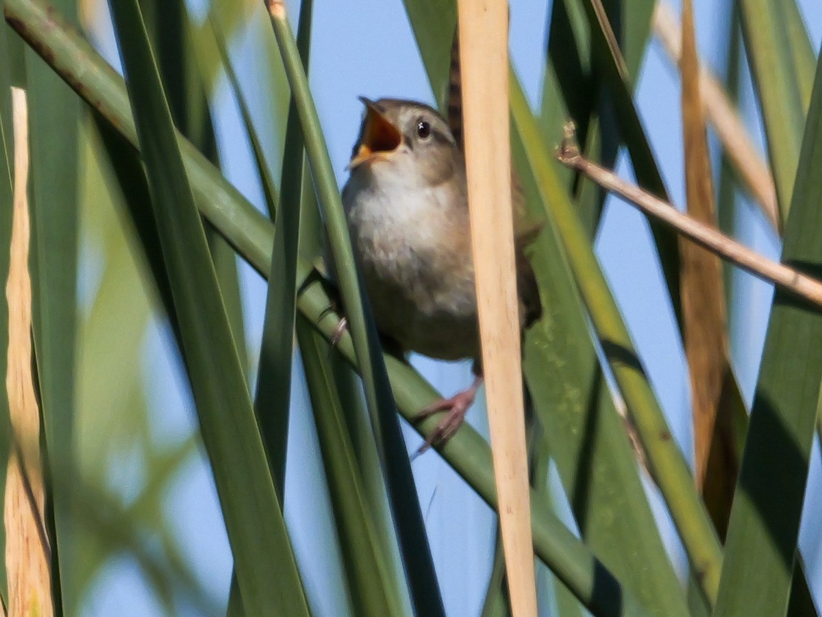 Bataklık Çıtkuşu - ML652504579