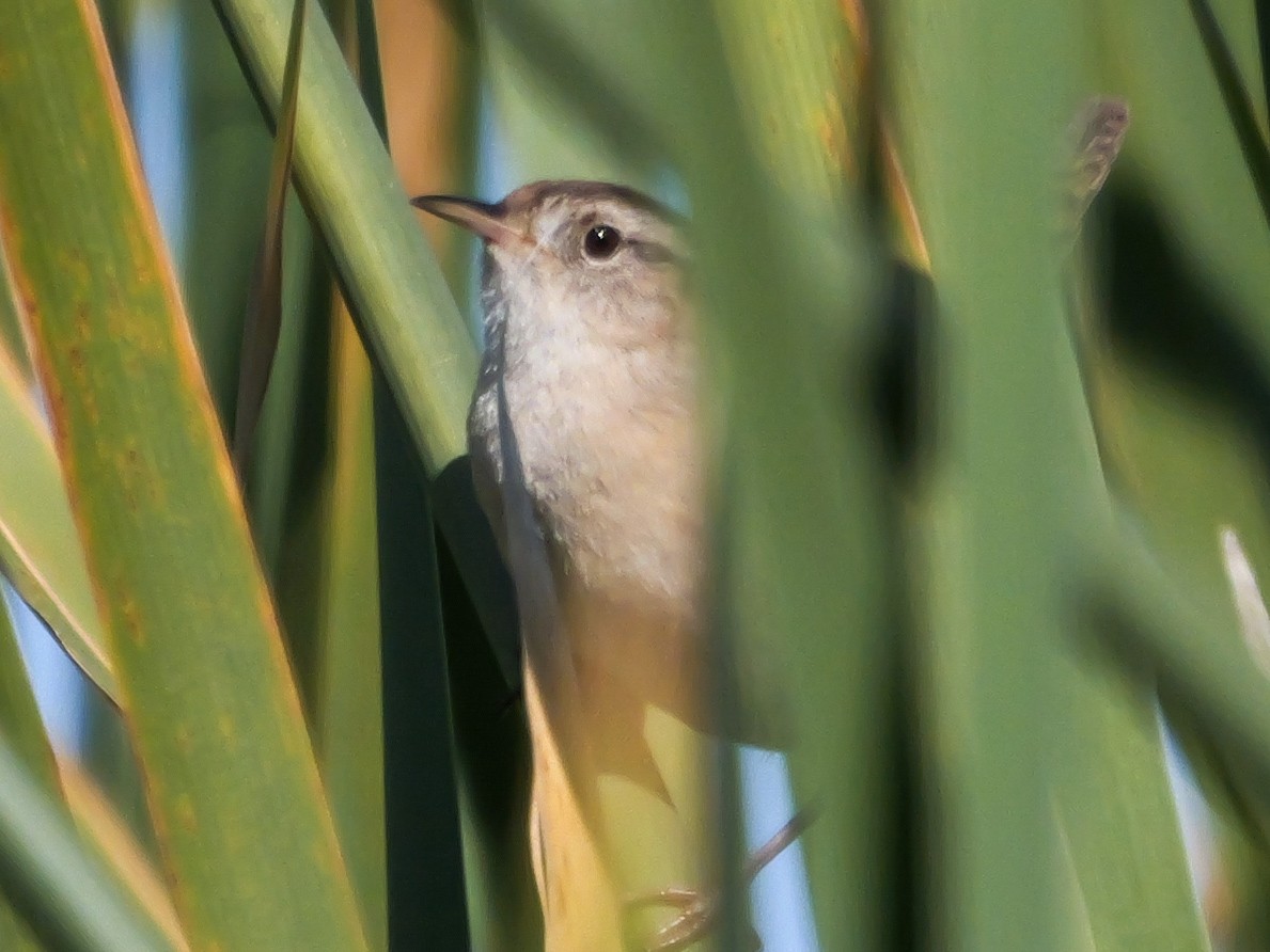 Bataklık Çıtkuşu - ML652504580