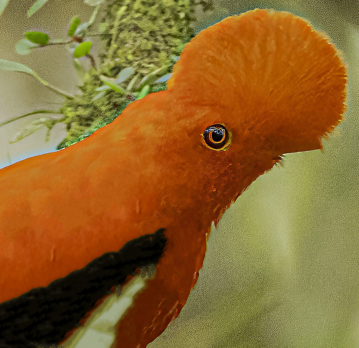 Andean Cock-of-the-rock - ML652504655