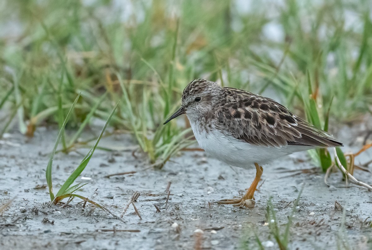Побережник-крихітка - ML652504709