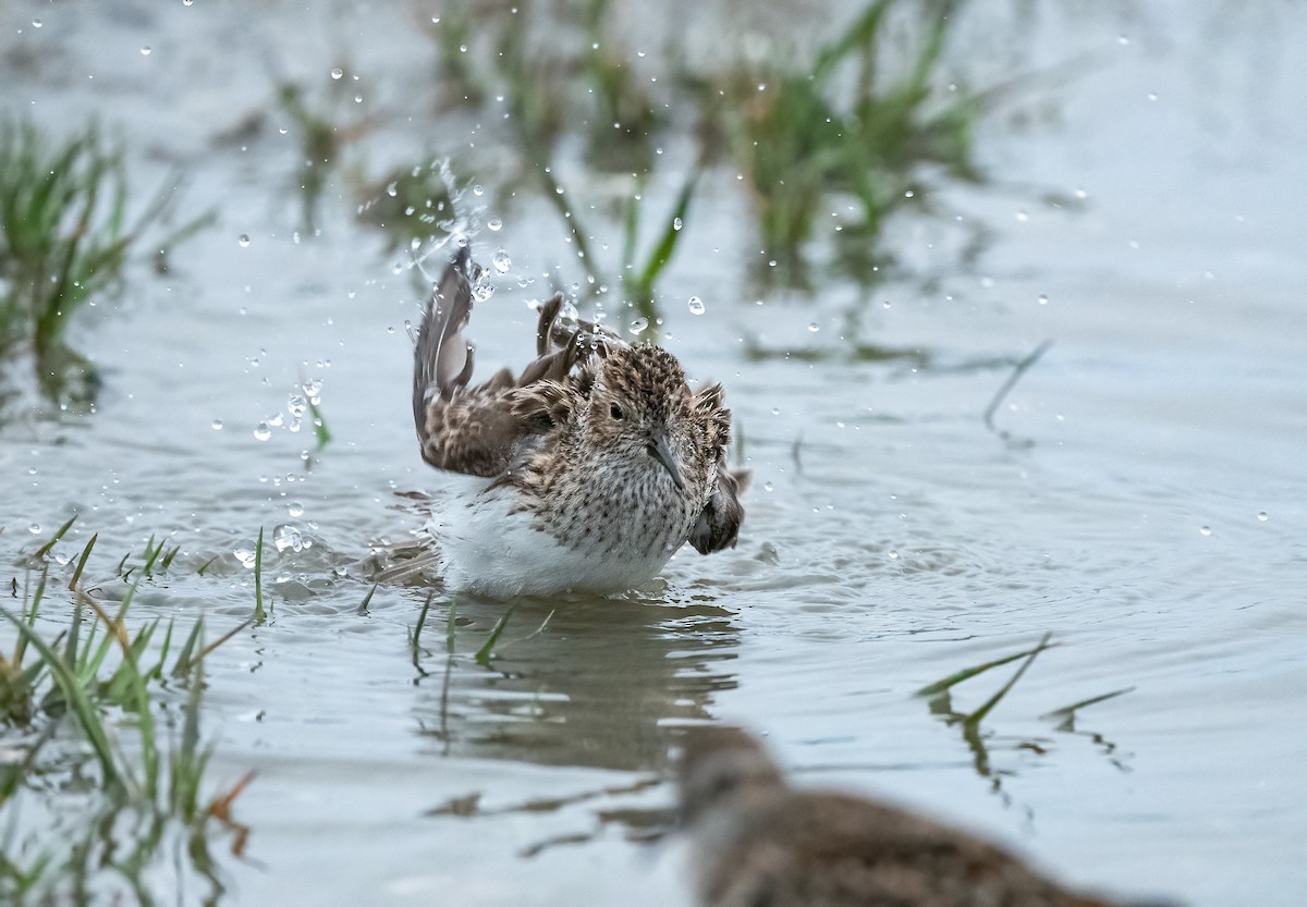 Побережник-крихітка - ML652504711