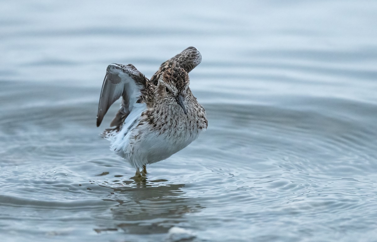 Побережник-крихітка - ML652504712