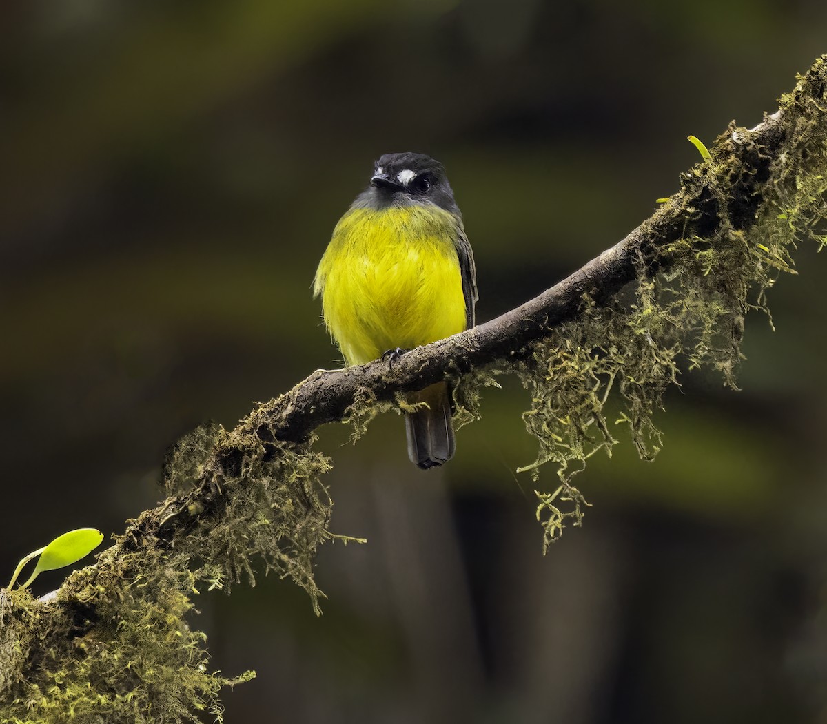 Ornate Flycatcher - ML652504831