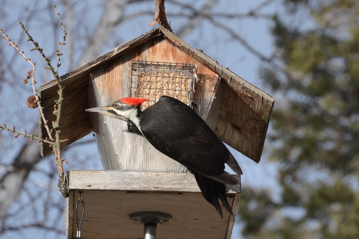 Kuzey Amerika Kara Ağaçkakanı - ML652504971