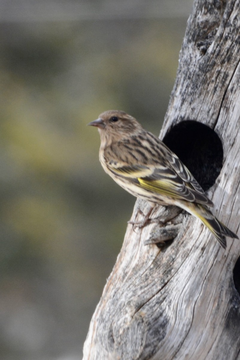 Çam İsketesi - ML652504981