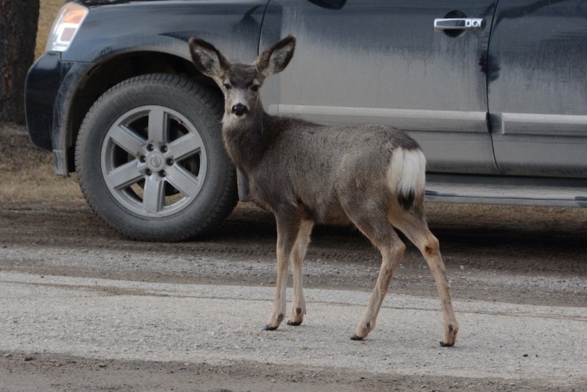 Rocky Mountain Mule Deer - ML652504985
