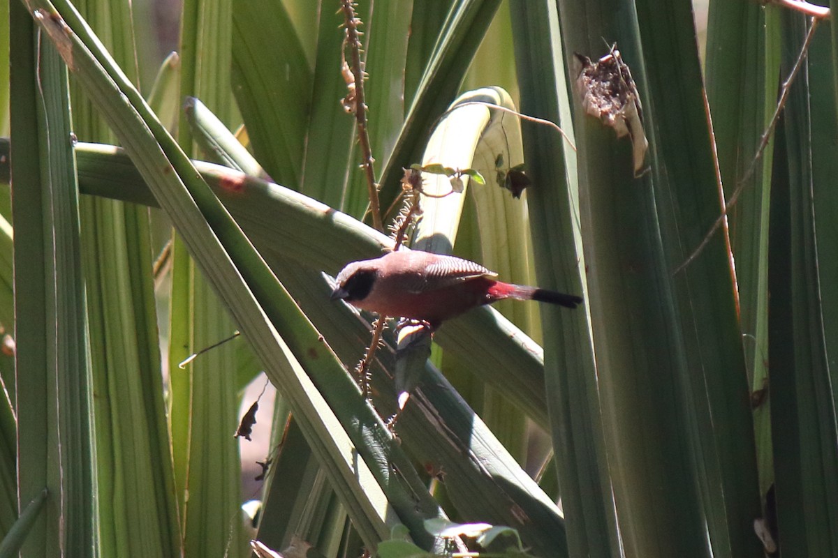 Black-faced Waxbill - ML652505014