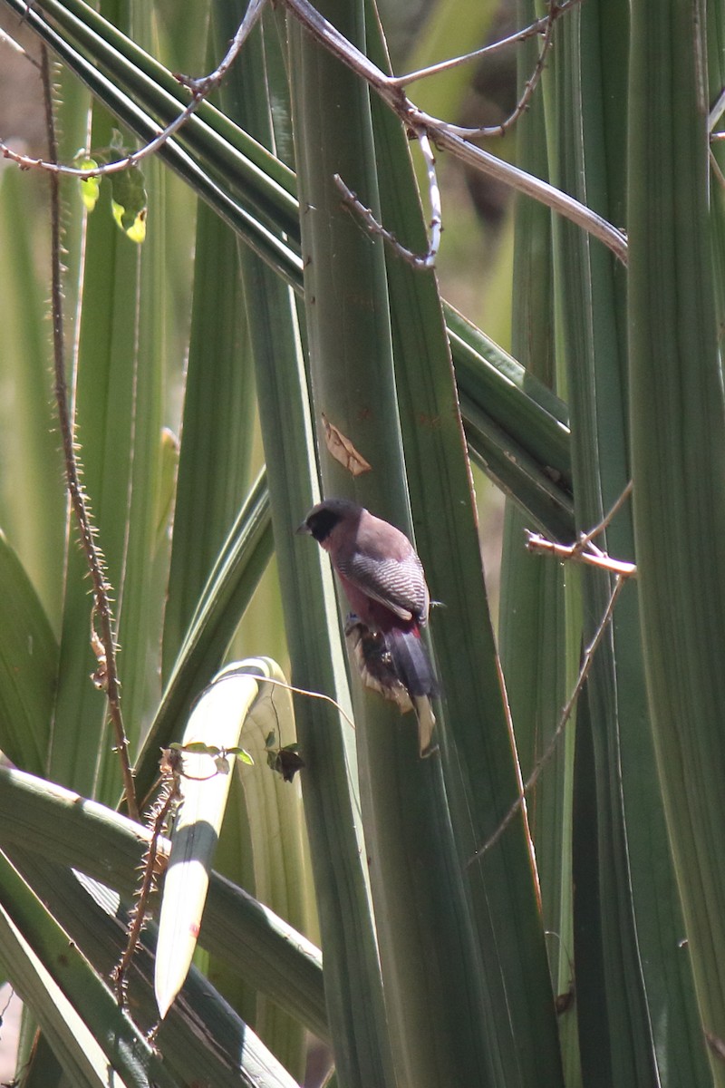 Black-faced Waxbill - ML652505015
