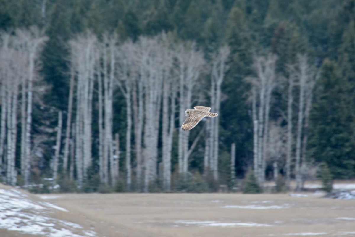 Kır Baykuşu - ML652505049