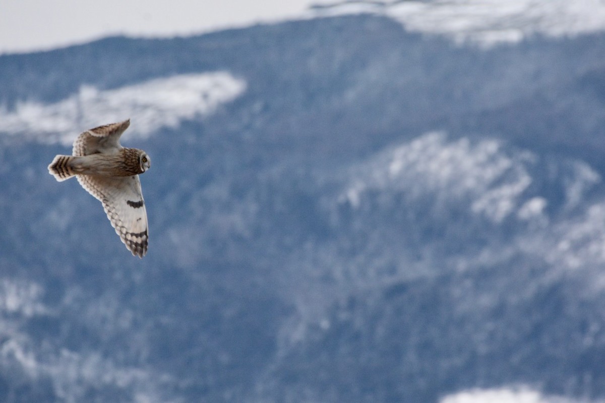 Kır Baykuşu - ML652505051