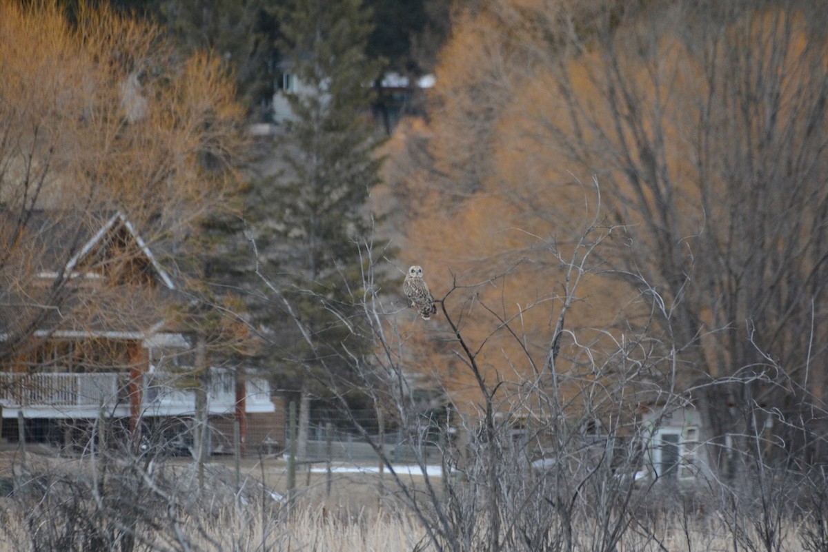 Kır Baykuşu - ML652505079