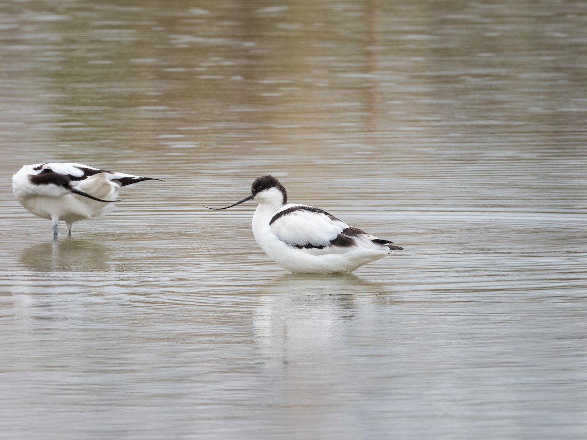 Abozeta kaskabeltza - ML652505175