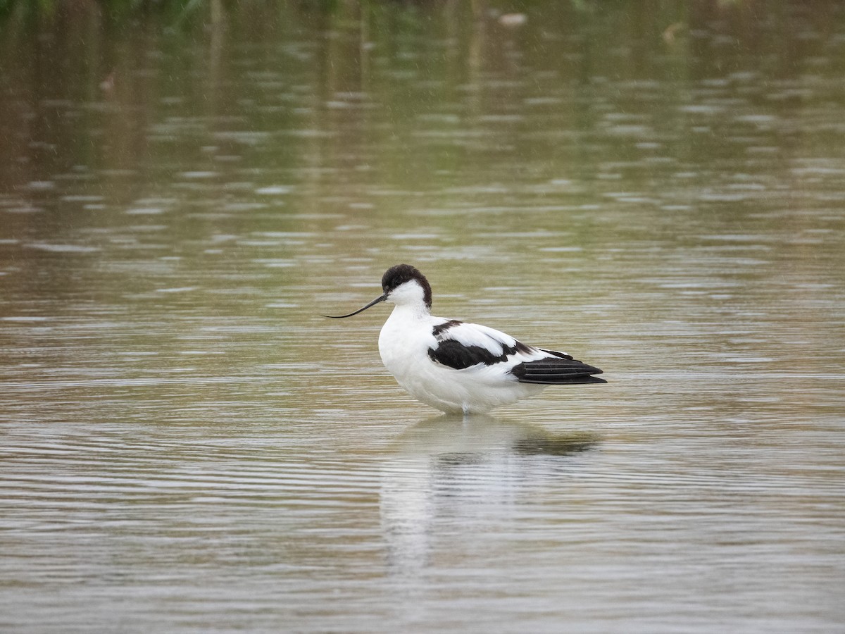 Abozeta kaskabeltza - ML652505176