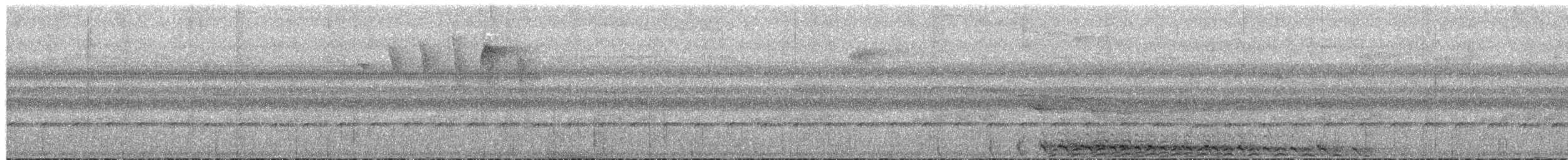 セマダラタマリン - ML652505441