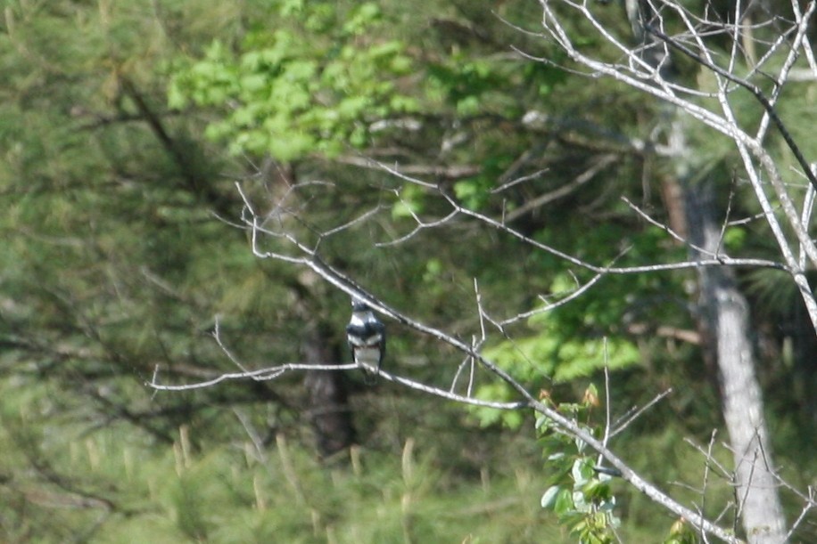 Milan du Mississippi - ML652505529