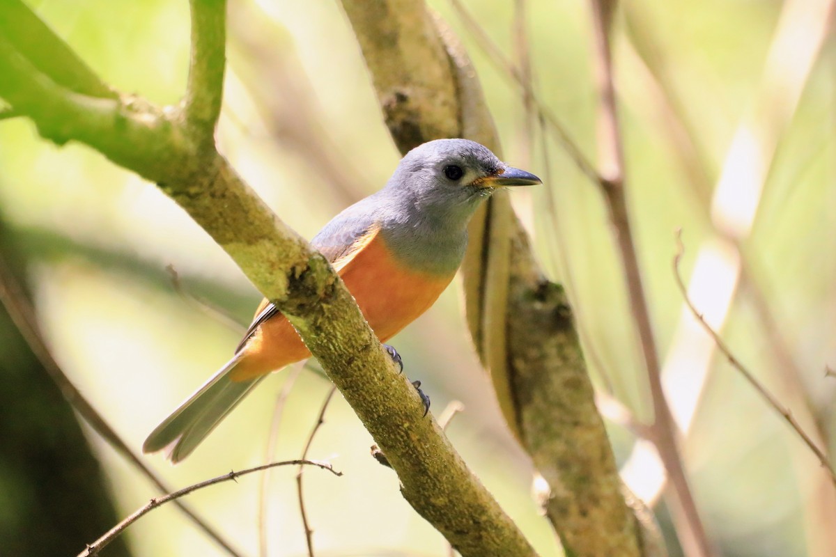 Black-faced Monarch - ML652505675