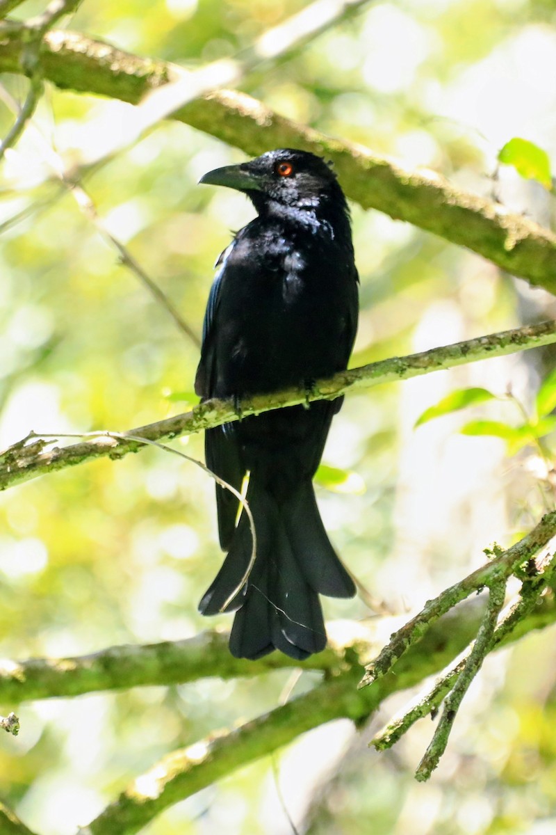 Spangled Drongo - ML652505683