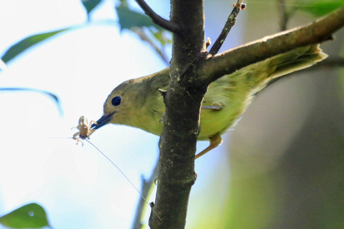 Large-billed Scrubwren - ML652505696